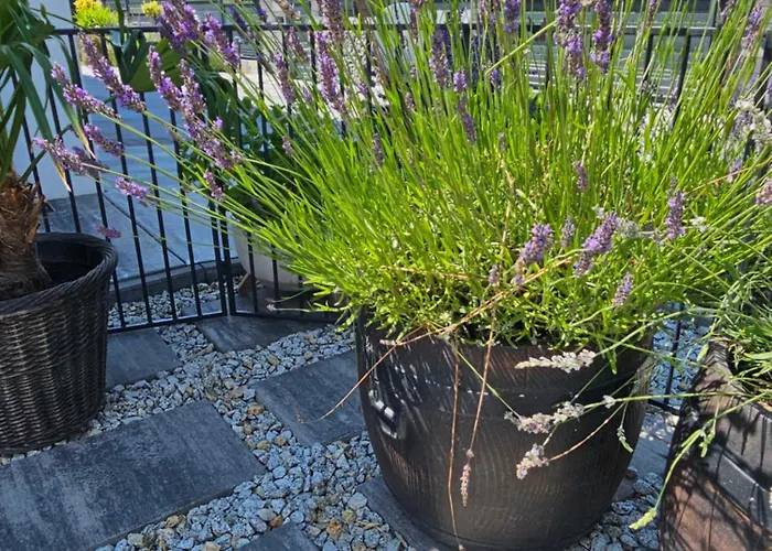 Jaworze 公寓 加沃泽